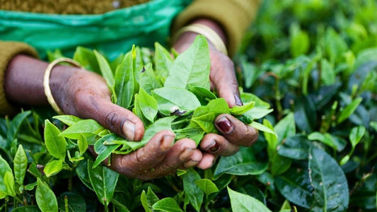 Westrock Coffee Achieves Its Commitment to Responsibly Source 100% of Its Tea Products