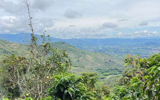 Westrock Coffee Origins: Colombia