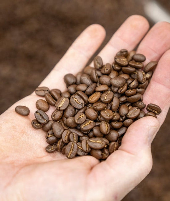 man holding roasted coffee beans in hand