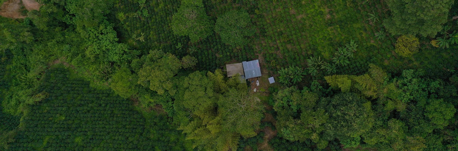 ethically sourced coffee farm aerial view