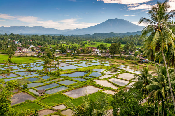 indonesian coffee farm