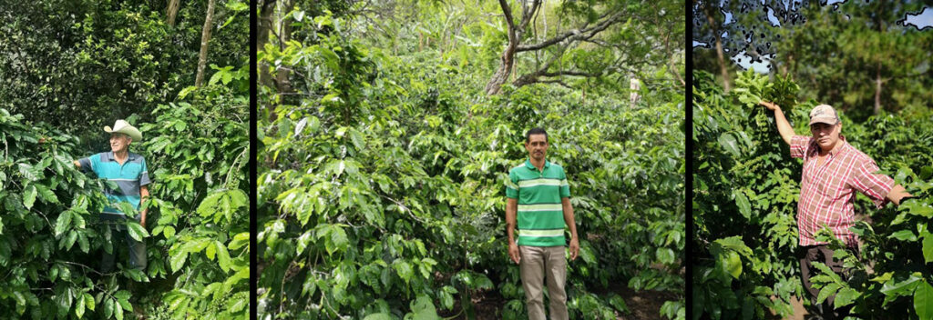 three Honduran coffee farmers