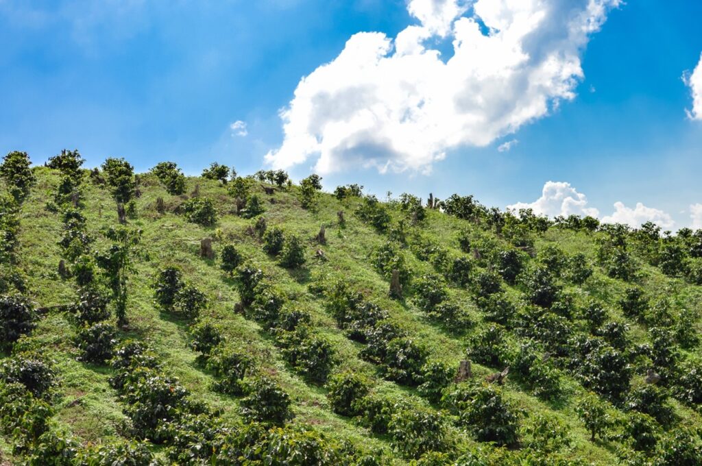 honduran farm landscape