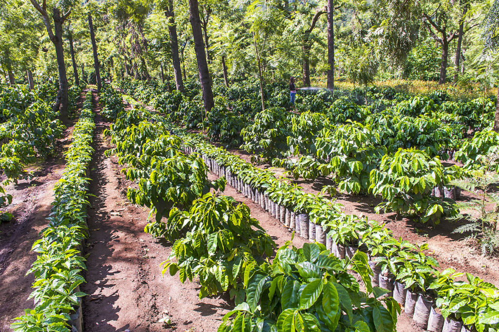 Guatemala Coffee Farm