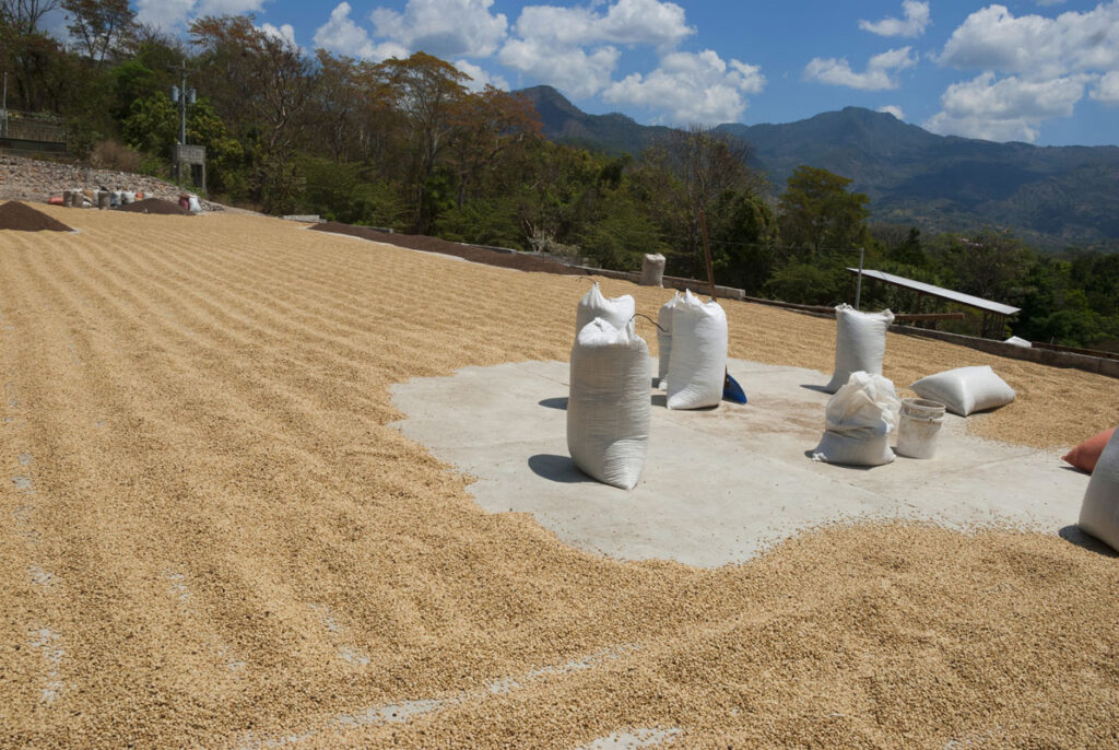 Guatemala Coffee Harvesting Facility