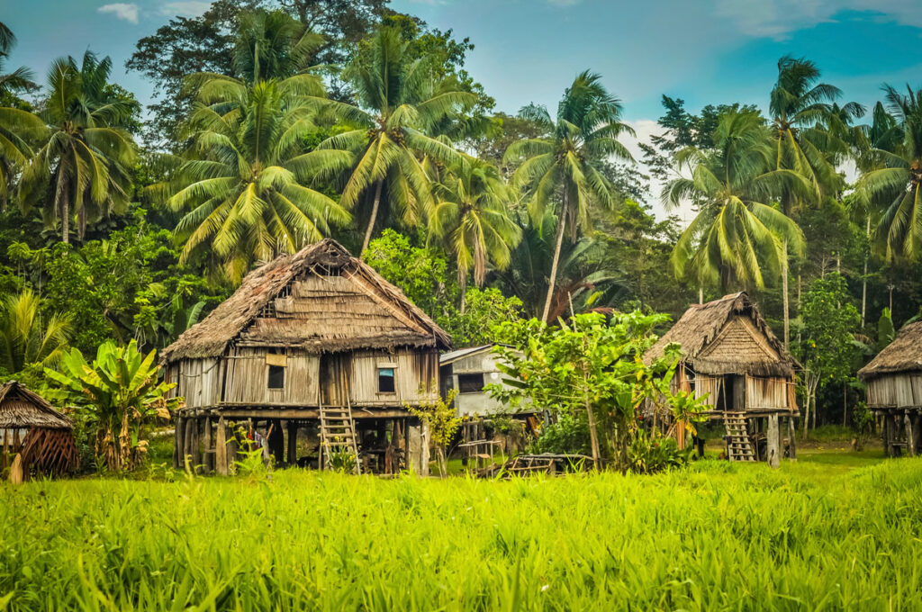 Coffee farm in papua new guinea