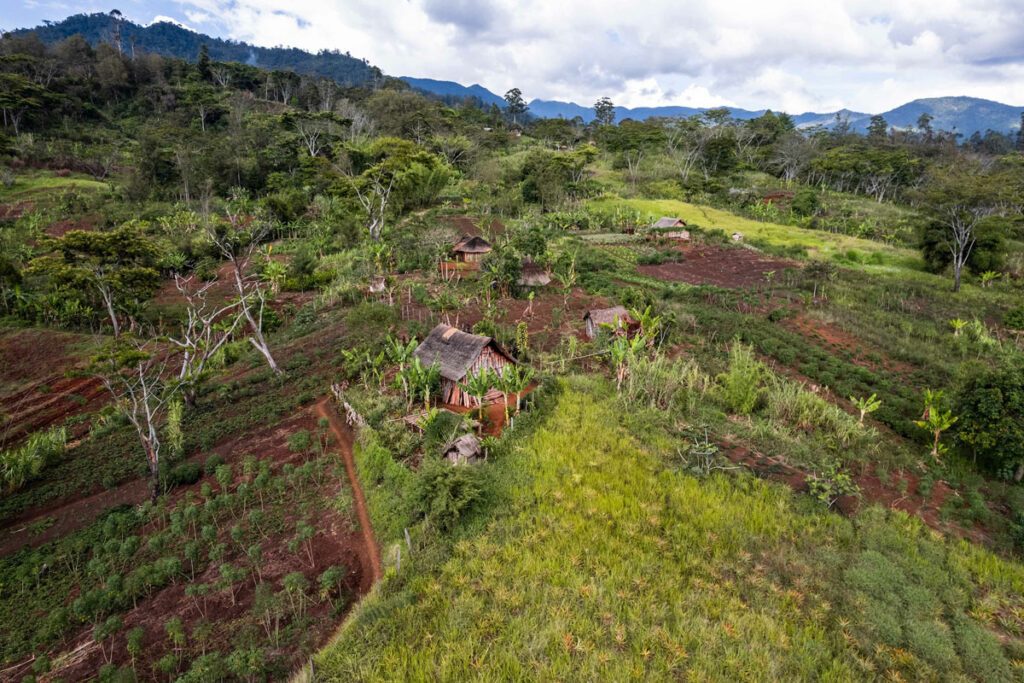 Coffee landscape in Papua New Guinea