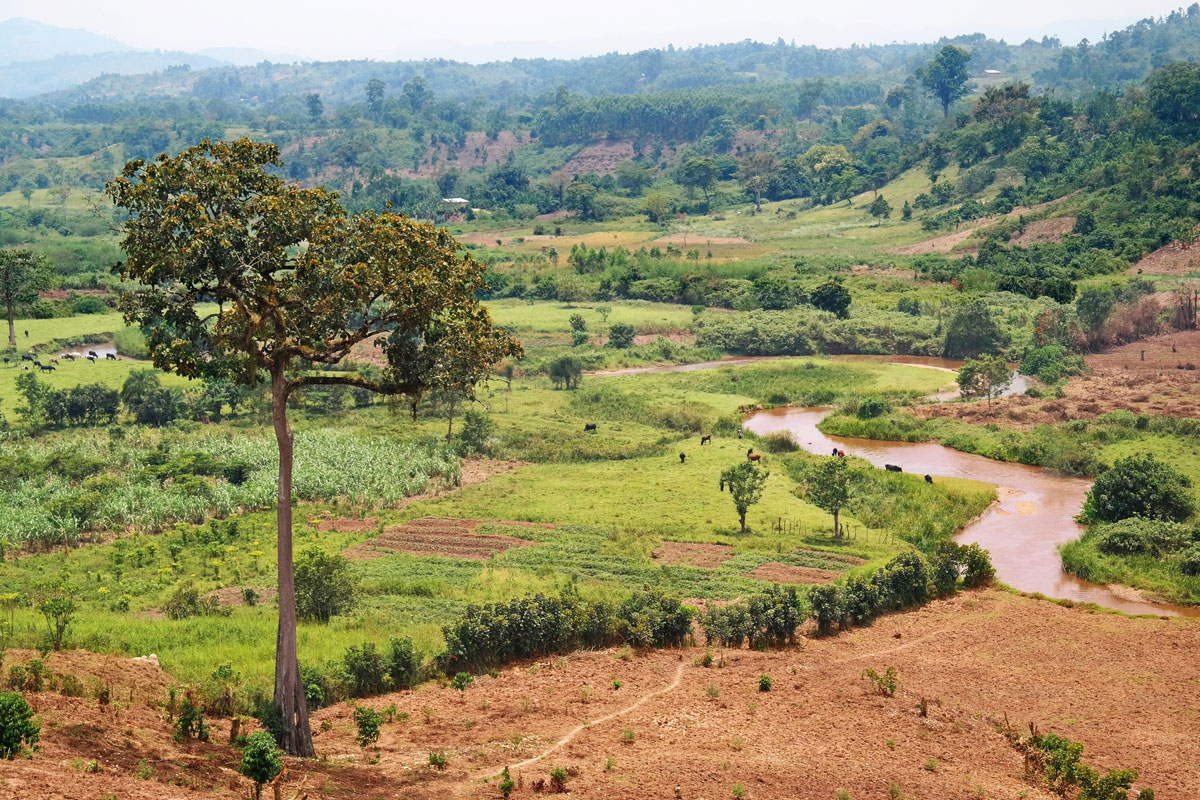 uganda coffee farm landscape